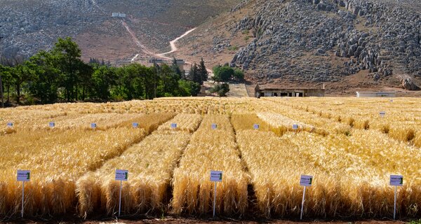 Wheat regeneration at ICARDA's Terbol station in Lebanon. Credit: Crop Trust/Michael Major