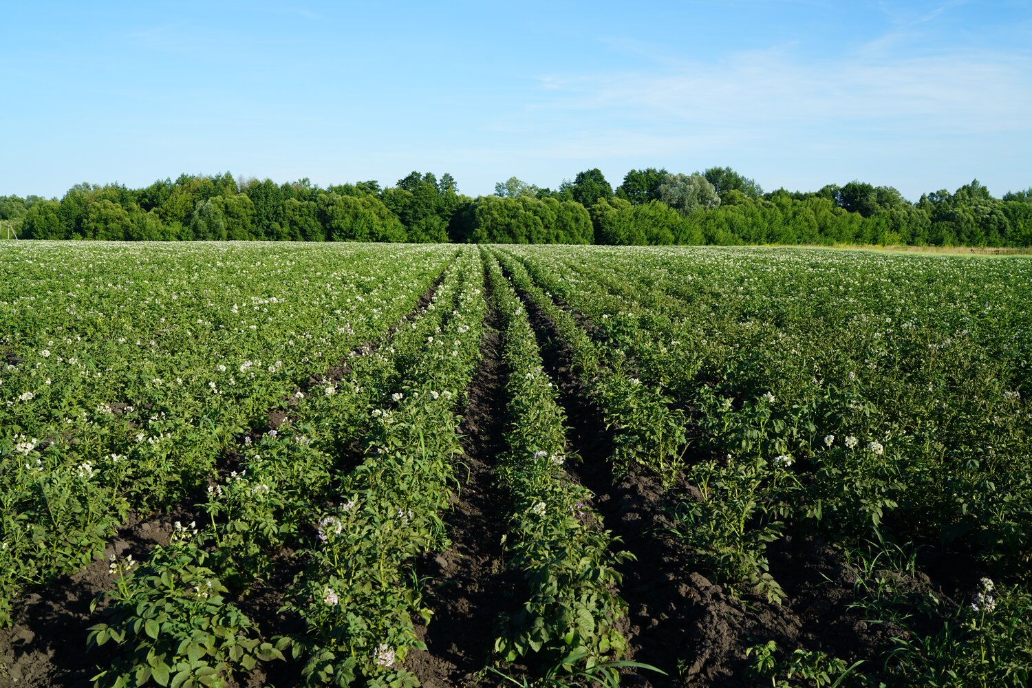 Potato field collection in VIR’s Pushkin Station.