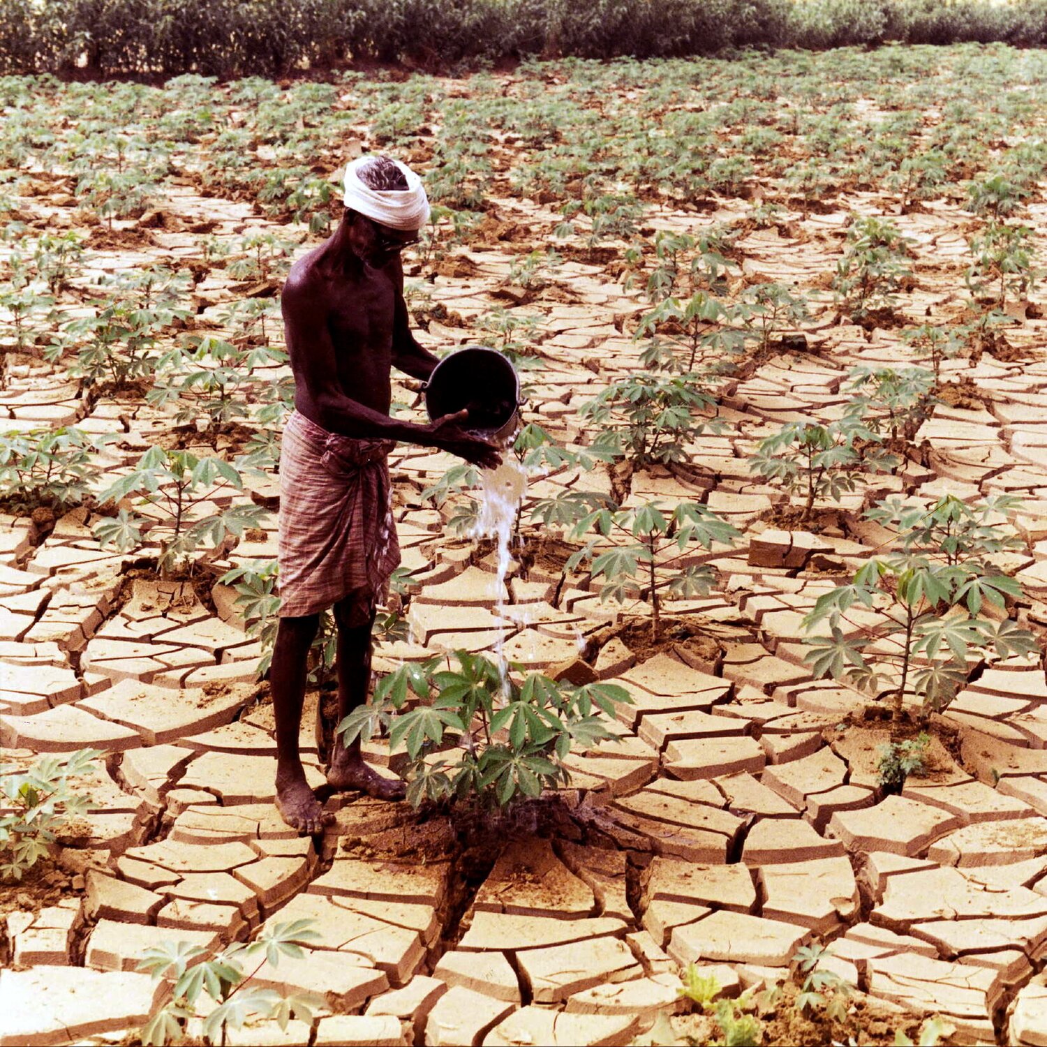 Man watering crops in cracked soil