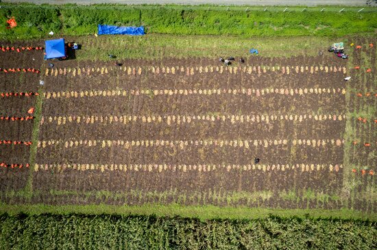 Aerial view of CIP’s potato breeding trial in Njoro contains hundreds of plants, each a small bet on the future of food. Photo: Stefan Mohl/Crop Trust