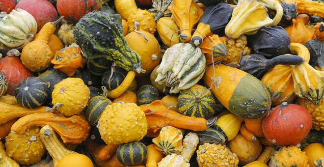 Different types of squash on a pile, Bergisches Land, North Rhine-Westphalia, Germany