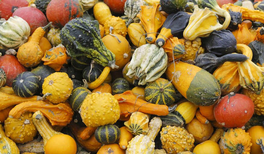 Different types of squash on a pile, Bergisches Land, North Rhine-Westphalia, Germany