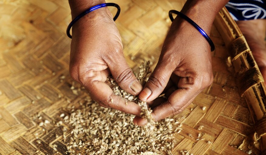Pearl millet in a basket.