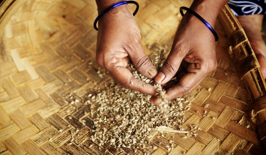 Pearl millet in a basket.