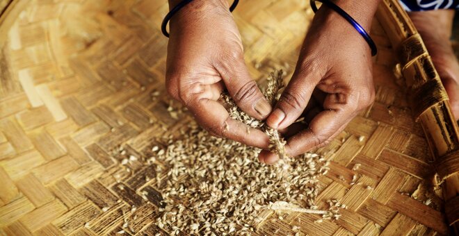 Pearl millet in a basket.