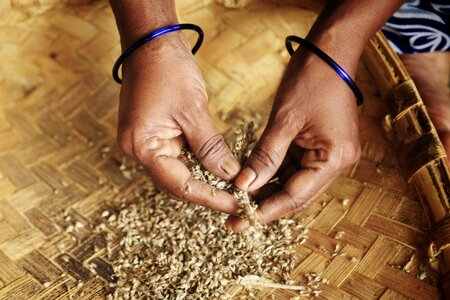 Pearl millet in a basket.