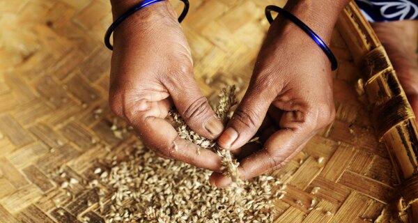 Pearl millet in a basket.