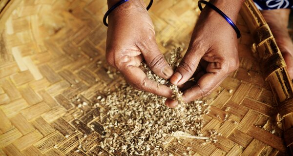 Pearl millet in a basket.