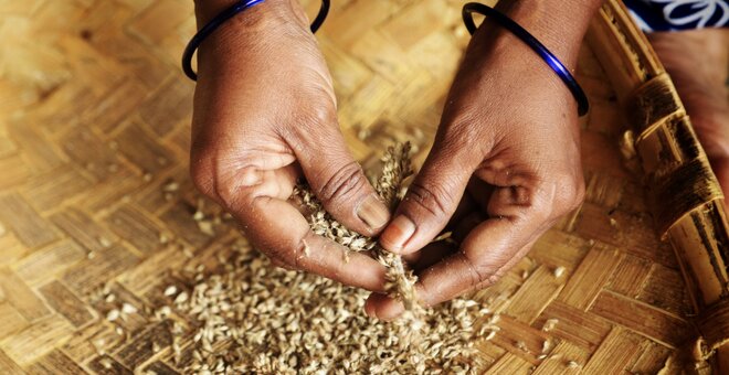 Pearl millet in a basket.