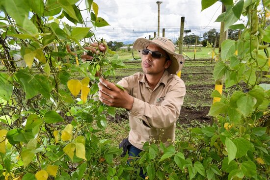 Seeds of the Bermuda bean were regenerated at CIAT's Popayan station. Photo: Neil Palmer/CIAT