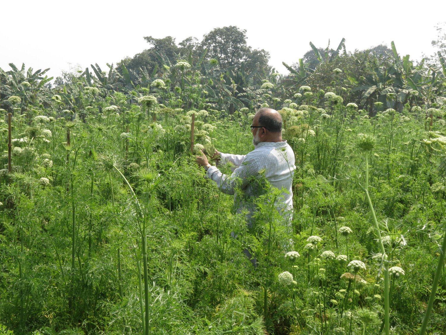 Professor Rahim in a field of wild carrots