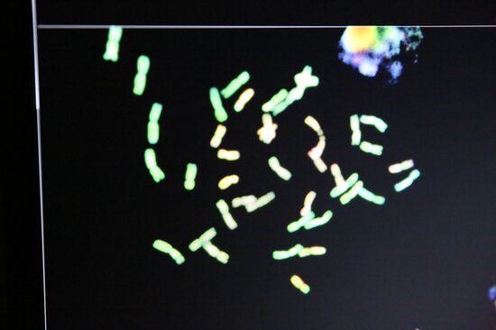 Chromosomes. 