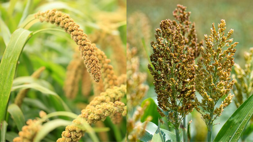Unlocking the Power of Diversity: The Role of Sorghum and Millets Genetic Resources in Sustainable Agriculture