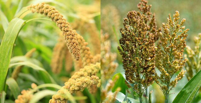 Unlocking the Power of Diversity: The Role of Sorghum and Millets Genetic Resources in Sustainable Agriculture