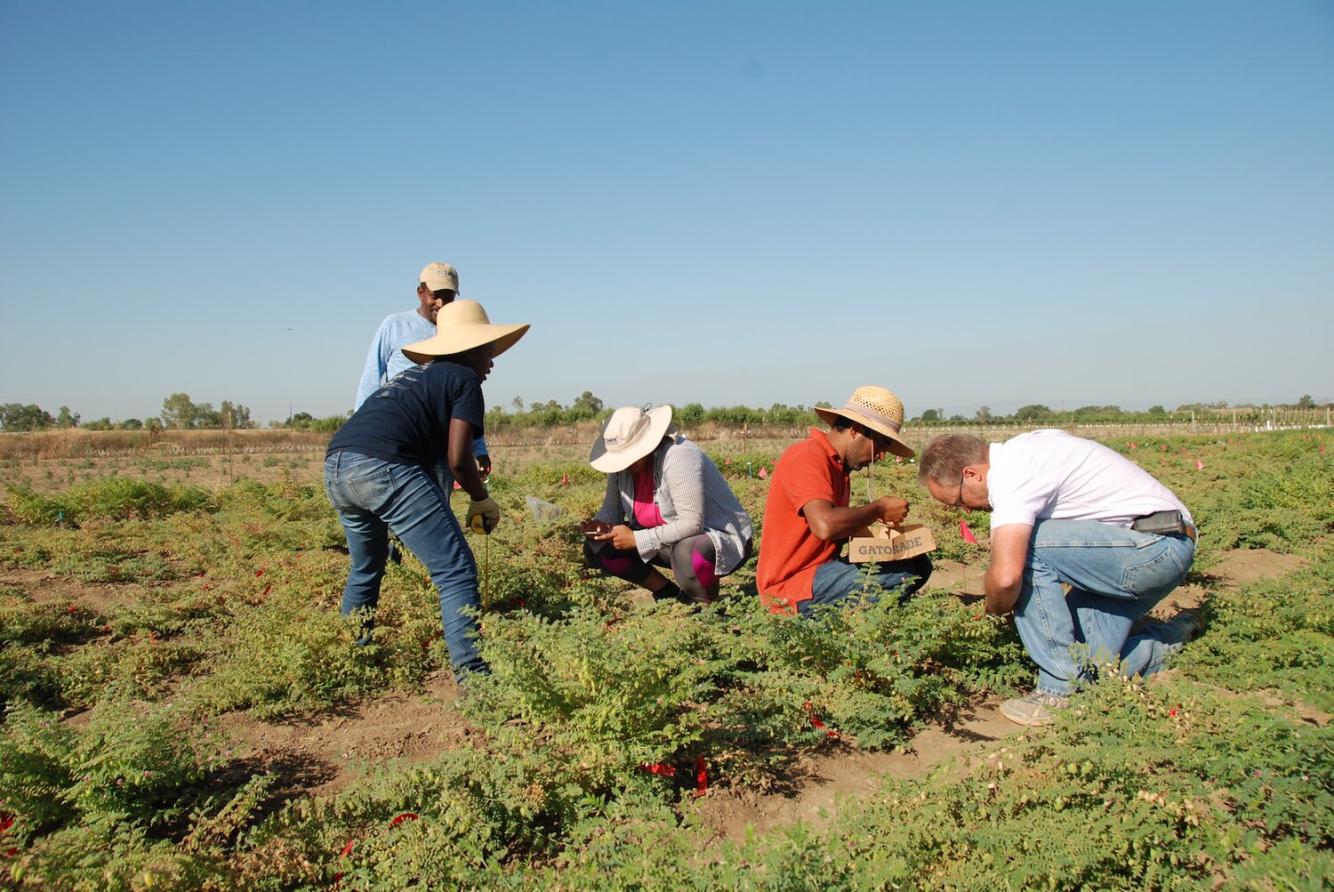 Recording canopy sizes and general plant characteristics of F2 chickpea populations in the field.