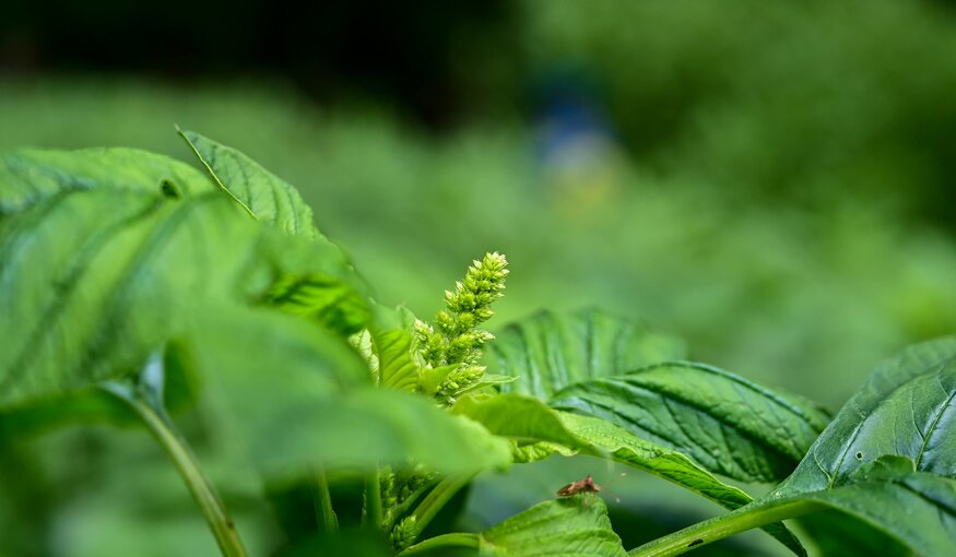 Five Ways Crop Diversity Delivered in 2025