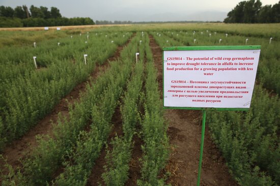 Alfalfa trials, Kazakhstan. Photo: Luis Salazar/Crop Trust