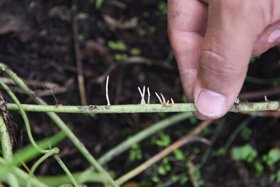 The lower internodes of stems have a special capacity to produce adventitious roots. If the mother plant dies off, younger plants at the periphery will survive. That could be an adaptation to places exposed to strong winds. Photo: Neil Palmer/CIAT