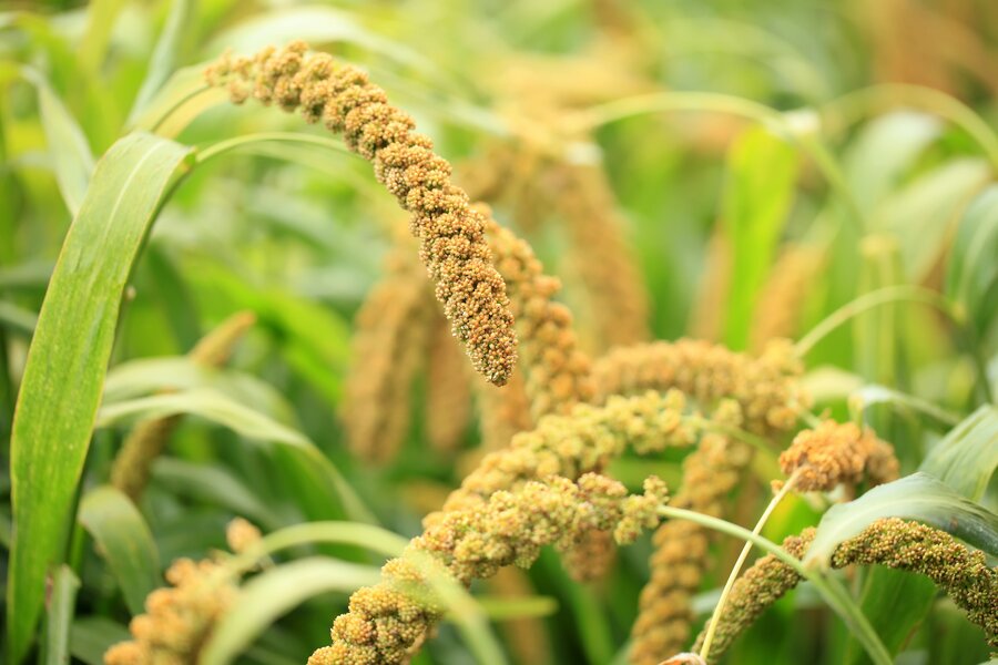 Small millets
