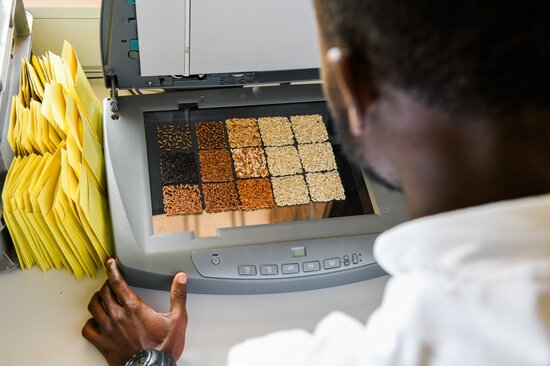 Rice samples are scanned as part of the process of documenting the seeds