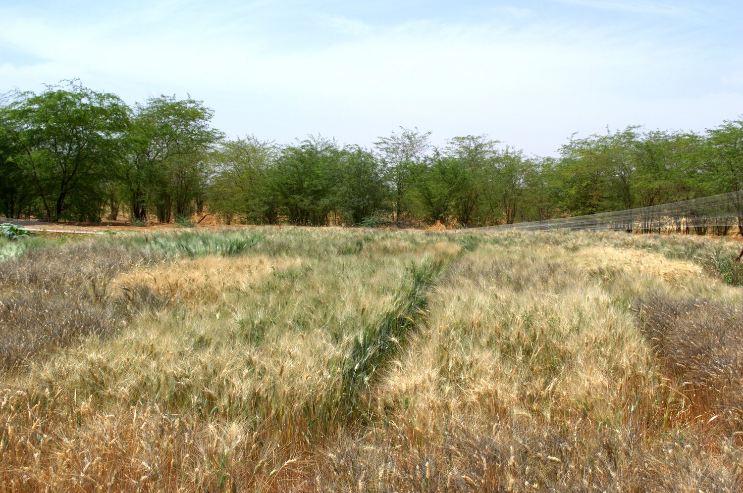 The many colors of durum wheat. Photo credit: Filippo M Bassi