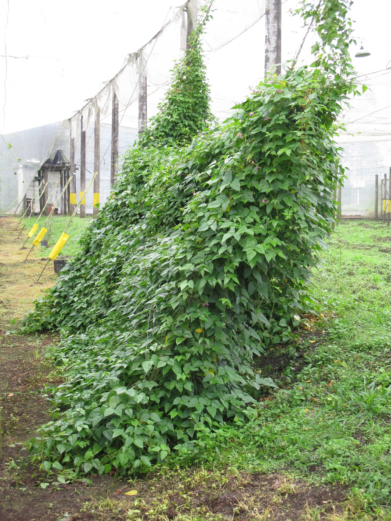 Bermuda Bean Vines. Photo: Daniel Debouck