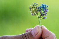 Alfalfa flower closeup