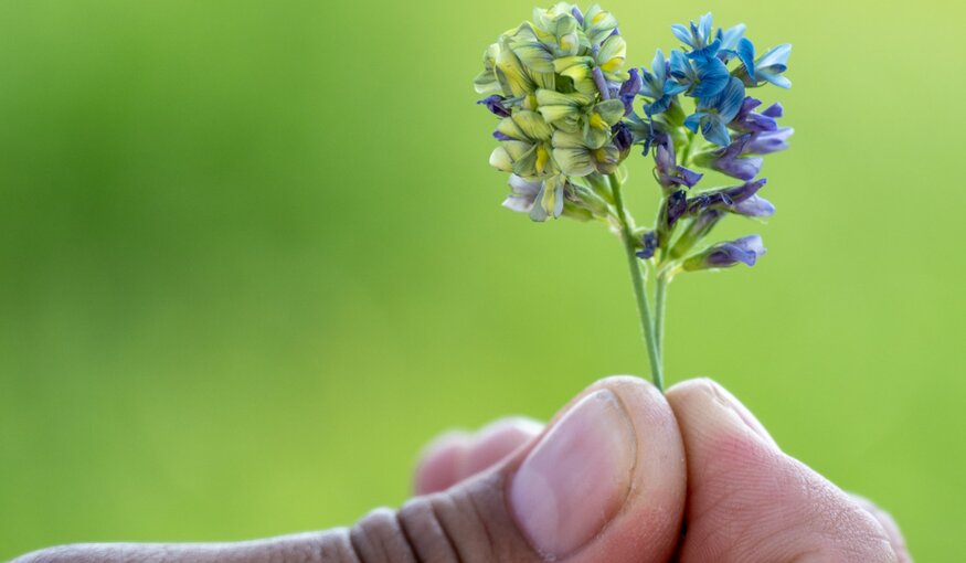 Alfalfa flower closeup