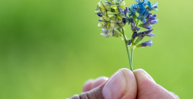 Alfalfa flower closeup