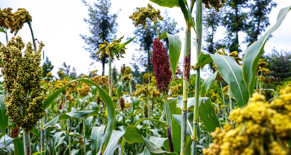 Power of Diversity Funding Facility Stakeholders Choose their Opportunity Crops
