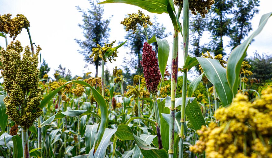 Power of Diversity Funding Facility Stakeholders Choose their Opportunity Crops