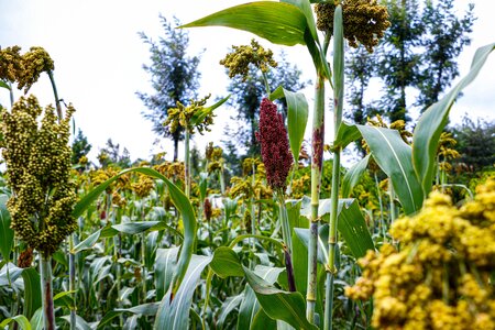 Power of Diversity Funding Facility Stakeholders Choose their Opportunity Crops