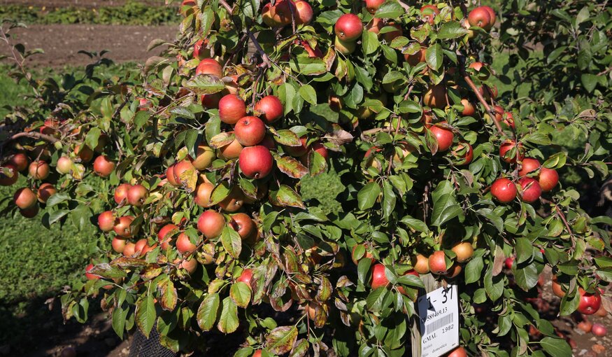 Orchards, Cold Cider and the Global Strategy for Apple