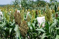 Sorghum breeding at KALRO-Kibos, Kenya