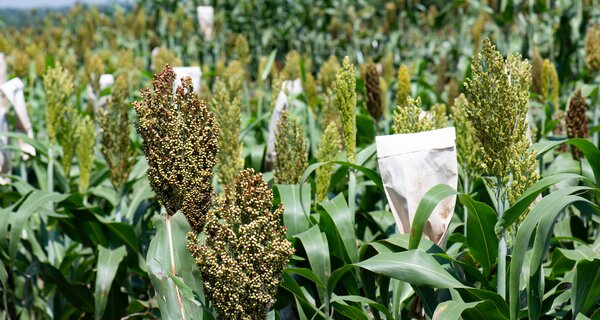 Sorghum breeding at KALRO-Kibos, Kenya