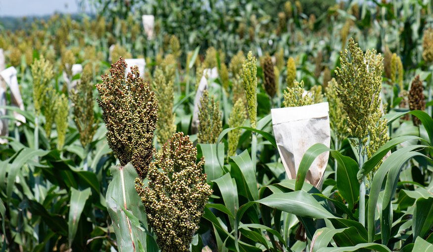 Sorghum breeding at KALRO-Kibos, Kenya