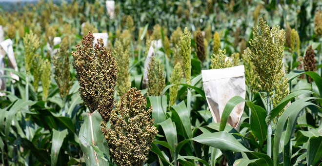 Sorghum breeding at KALRO-Kibos, Kenya