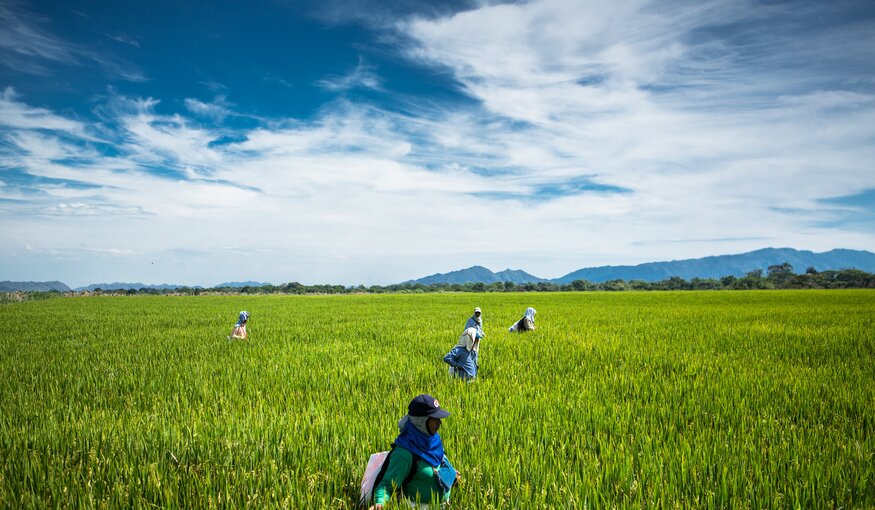 Farmers in rice fields, Colombia.