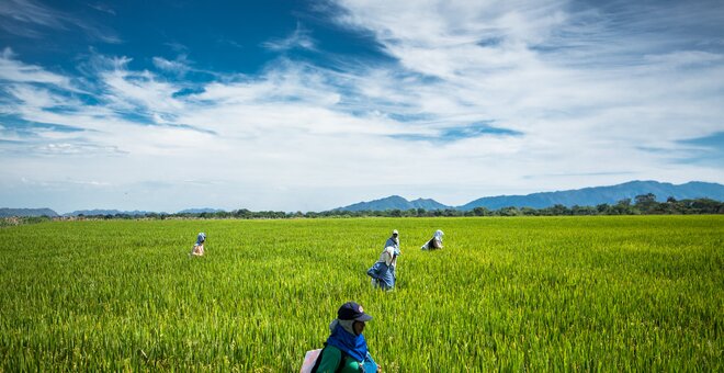 Farmers in rice fields, Colombia.