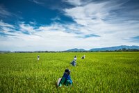 Farmers in rice fields, Colombia. 