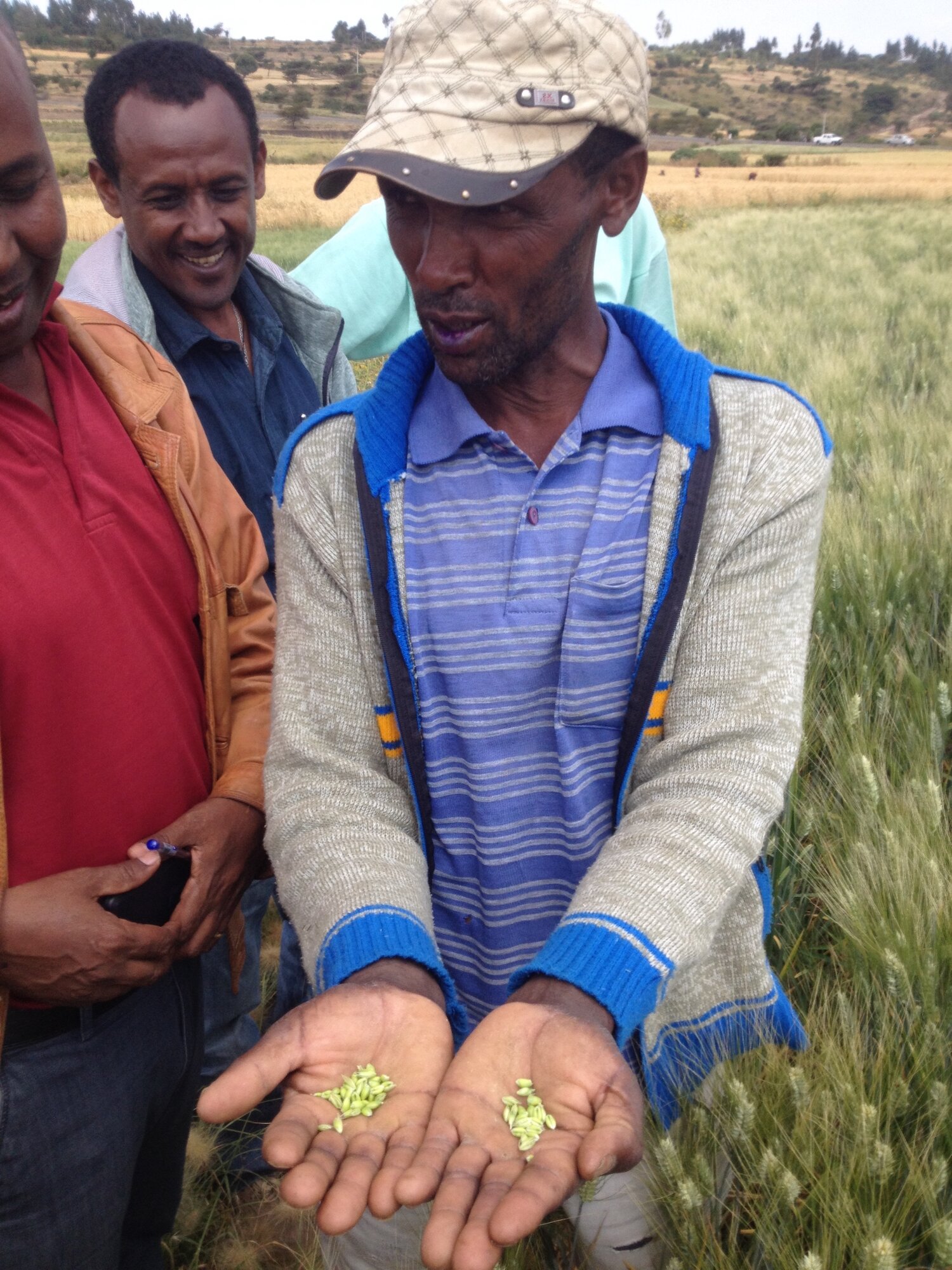 An Ethiopian farmer showing Bassi his increased yield with the new ICARDA varieties. Photo credit: Filippo M Bassi