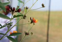 Flower. (Photo: Shawn Landersz/Crop Trust)