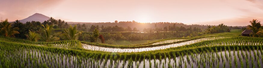 Terraced rice field with sunrise