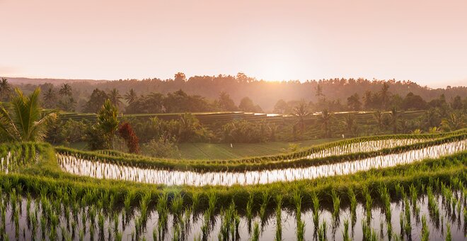 Terraced rice field with sunrise