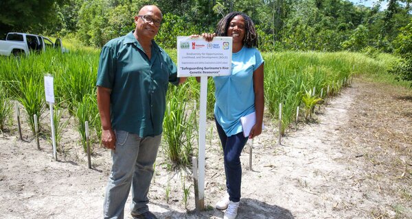 Saving Every Grain of Rice: A Q&A with Jerry Tjoe Awie