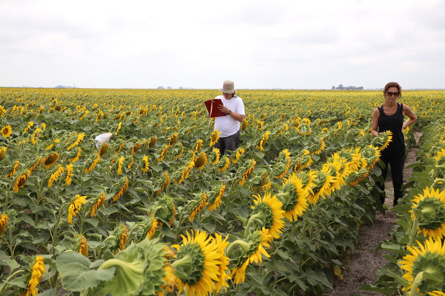 Across the Argentinian sunflower-producing regions, INTA, in collaboration with the Argentinian Sunflower Association (ASAGIR), carries out annual trials of the commercial hybrids that are sold in the local market. “The results of these trials help producers choose the best cultivars for their region,” says Carolina Troglia (left), the group leader for INTA Balcarce, who is pictured here with her colleague Carla Maringolo as they examine the trial hosted by the national seed company El Cencerro.