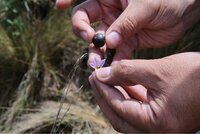 Scientists on a collecting mission for wild relatives of potato, eggplant, rice and sweet potato. Credit: Luis Salazar/ Crop Trust