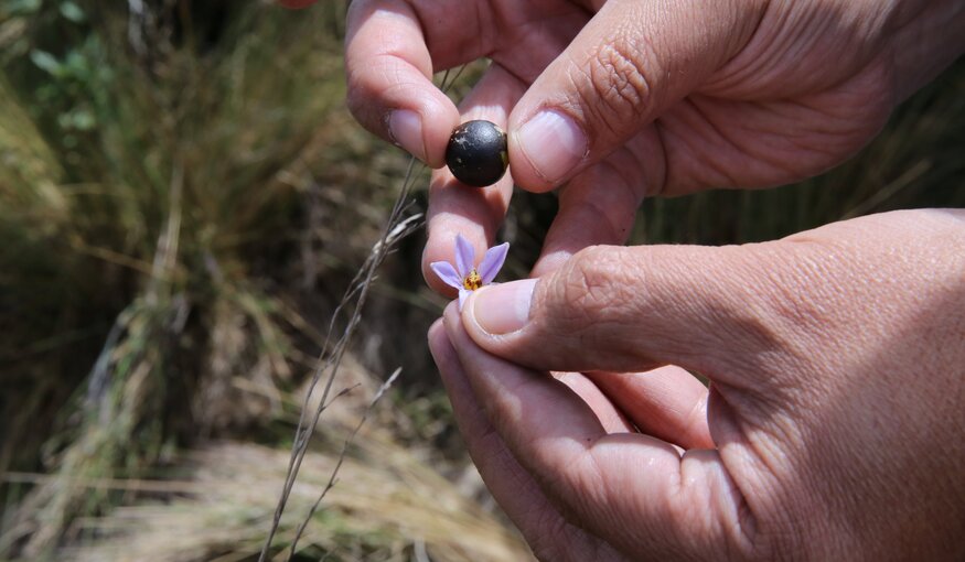 Scientists on a collecting mission for wild relatives of potato, eggplant, rice and sweet potato. Credit: Luis Salazar/ Crop Trust
