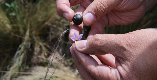 Scientists on a collecting mission for wild relatives of potato, eggplant, rice and sweet potato. Credit: Luis Salazar/ Crop Trust