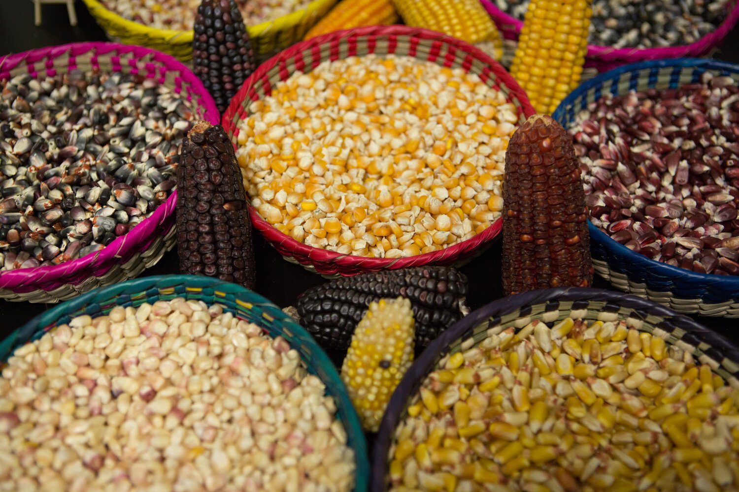 Ancient diversity that would be familiar to an Aztec or Inca farmer still ripens in the fields in countries like Mexico, Guatemala and Peru. More recently – in relative terms – the highly productive cereal was adopted in a big way by African farmers, who depend on it as a food security crop central to many a local cuisine. 